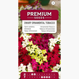 Tabac d'Ornement - Nain Mélange - Fleurs riches et colorées au parfum léger - Nicotiana alata