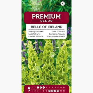 Cloches d‘Irlande - Fleurs vertes à la forme originale - Moluccella laevis