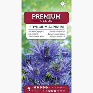 Panicaut des Alpes - Floraison longue et spectaculaire - Eryngium alpinum