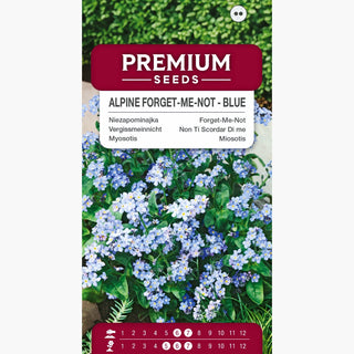 Myosotis des Alpes Bleu - Charmante décoration pour massifs et rocailles - Myosotis alpestris