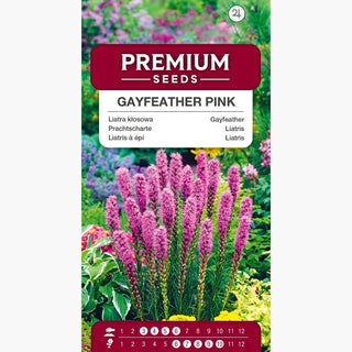 Liatris à Épi - Rose - Vivace, résistante au gel, pour massifs et rocailles - Liatris spicata
