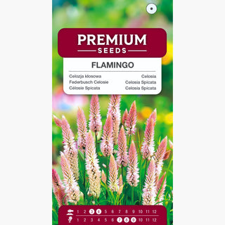 Célosie Spicata Flamingo - Épis plumeux et attrayants - Celosia spicata