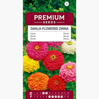 Zinnia à Fleurs de Dahlia - Mélange - Ornement royal des massifs estivaux ! - Zinnia elegans