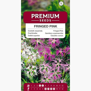 Oeillet superbe - Mélange - Couleurs éclatantes - Dianthus superbus