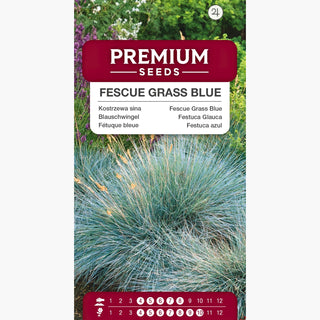 Fétuque Bleue - Herbe résistante et belle pour les rocailles ! - Festuca glauca