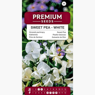 Pois de Senteur - Blanche - Cascade de fleurs blanches, parfum enivrant, délice pour les sens ! - Lathyrus odoratus