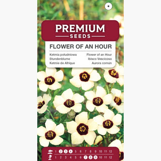 Ketmie de Afrique - Plante ornementale appréciant la chaleur - Hibiscus trionum