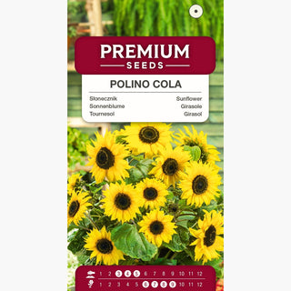Tournesol Polino Cola - Explosion de beauté pour balcon et terrasse ! - Helianthus annuus