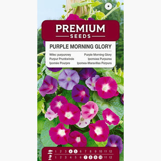 Ipomée Pourpre - Mélange - Plante grimpante céleste pour couvrir - Ipomoea purpurea