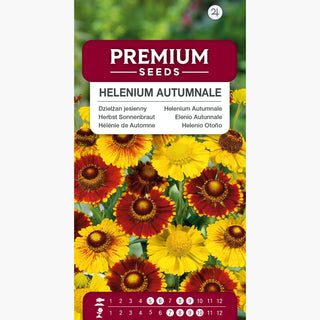 Hélénie de Automne - Convient aux emplacements ensoleillés - Helenium autumnale