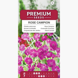 Coquelourde des Jardins - Atout décoratif pour massifs et murets - Lychnis coronaria