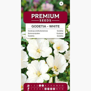 Godétia - Blanc - Ornement subtil et classique pour massifs - Godetia grandiflora