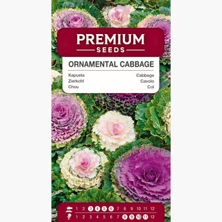 Chou d'Ornement - Ornement multicolore pour toutes les saisons ! - Brassica oleracea