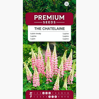 Lupin The Chatelaine - Belles fleurs roses en épis imposants - Lupinus polyphyllus