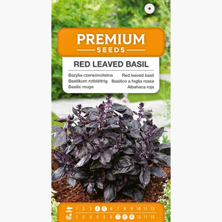 Basilic Rouge - Feuillage luxuriant, plante saine, récolte abondante - Ocimum basilicum