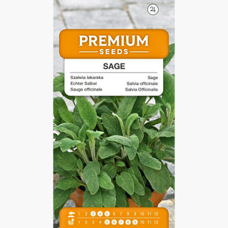 Sauge Officinale - Ornement de jardin et remède maison en un ! - Salvia officinalis