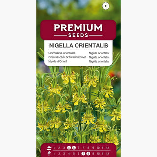 Nigelle d'Orient - Plante de massif originale - Nigella orientalis