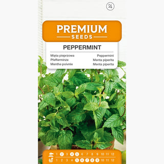 Menthe Poivrée - Parfait pour les boissons et desserts - Mentha piperita