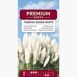 Herbe de la Pampa Blanche - Résistante au gel, ornement royal du jardin - Cortaderia selloana