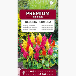 Célosie à Panache Mélange - Inflorescences en crête, idéales pour massifs et pots - Celosia argentea var. plumosa