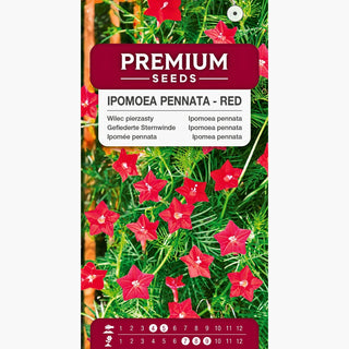 Ipomée pennata - Rouge - Fleurs décoratives en forme d’étoile pour pergolas - Ipomoea pennata