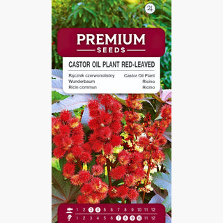 Ricin commun - feuilles rouges - Apparence spectaculaire, entretien facile - Ricinus communis