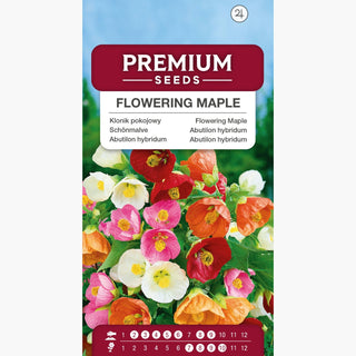 Abutilon hybridum - Fleurs en clochettes, magnifiques et multicolores ! - Abutilon hybridum