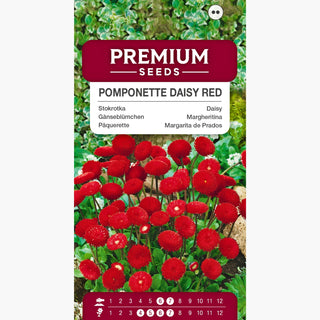 Pâquerette Pomponette Rouge - Inflorescences pleines, basse hauteur, idéale pour massifs et contenants - Bellis perennis