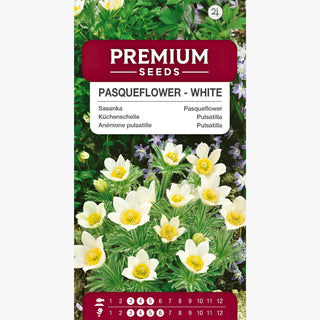 Anémone pulsatille - Blanc - Floraison printanière précoce, floraison compacte - Pulsatilla vulgaris
