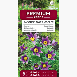 Anémone pulsatille - Violet - Plante vivace, résistante au froid - Pulsatilla vulgaris