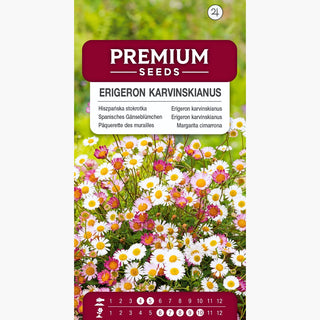 Pâquerette des murailles - Tapis fleuri rose et blanc - Erigeron karvinskianus