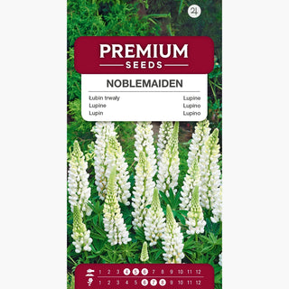 Lupin Noblemaiden - Fleurs blanches neige formant des épis imposants et spectaculaires ! - Lupinus polyphyllus