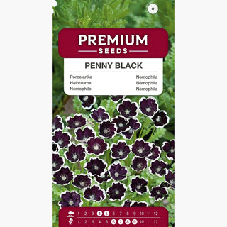 Némophile Penny Black - Atout estival exceptionnel - Nemophila discoidalis