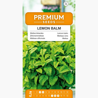 Mélisse Officinale - Aromatique, apaisante et abaissant la pression - Melissa officinalis