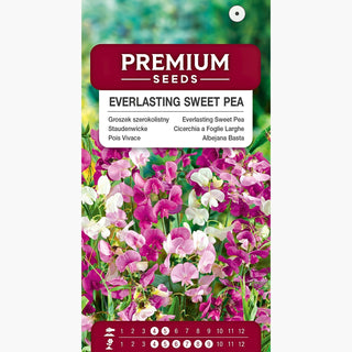 Pois Vivace - Pois vivace pour la cuisine et les massifs - Lathyrus latifolius