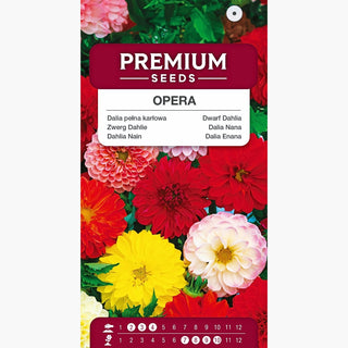 Dahlia Nain - Opera - Double Mélange - Idéale pour les pots et les bordures - Dahlia pinnata