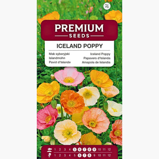 Pavot d'Islande - Charmant, multicolore et résistant - Papaver nudicaule