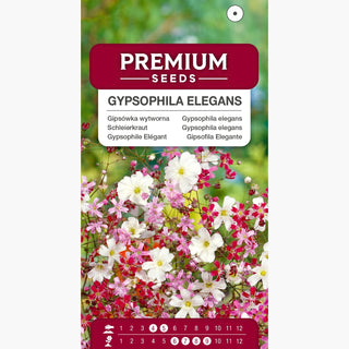 Gypsophile Elégant - Mélange - Palette de couleurs joyeuses pour massifs - Gypsophila elegans