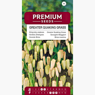 Grande Brize - Herbe ornementale délicate avec inflorescences originales - Briza maxima