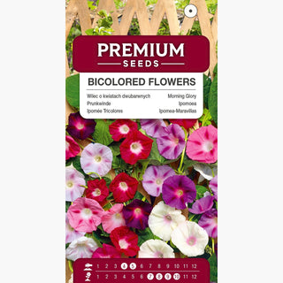 Ipomée Tricolores - Fleurs Bicolores - Spectaculaire et parfait pour les clôtures - Ipomoea tricolor