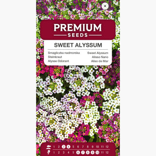 Alysse Odorant - Mélange - Plante étalée, ramifiée et vigoureuse - Lobularia maritima