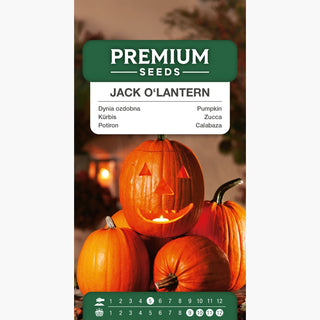 Potiron Jack O'Lantern - Parfaite pour lanternes et décorations, fruits jusqu'à 10 kg