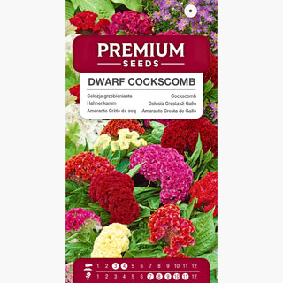 Amarante Crête de Coq Nain - Spectaculaire sur les massifs, floraison longue - Celosia argentea var. cristata nana