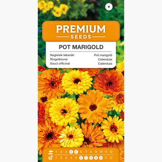 Souci Officinal - Parfait pour les massifs, idéal pour les problèmes de peau - Calendula officinalis