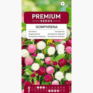Gomphrena Globosa - Mélange - Boules florales aux couleurs variées - Gomphrena globosa