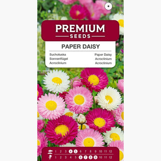 Acroclinium - Floraison abondante, décoration durable, résistante au gel - Helipterum roseum