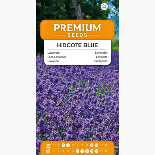 Lavande Hidcote Blue - Fleurs au parfum envoûtant et à la beauté exceptionnelle - Lavandula angustifolia