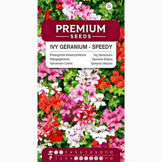 Géranium Lierre - Speedy Mélange - Parfaite pour les pots suspendus - Pelargonium peltatum