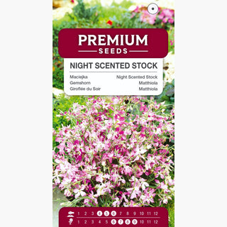 Giroflée du Soir - Culture facile, parfum incroyable, parfait pour le jardin - Matthiola bicornis