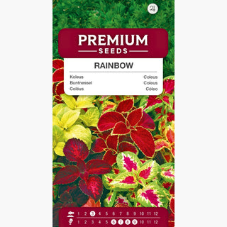 Coléus Rainbow - Feuilles multicolores, plante pour pots et jardins, culture facile - Coleus blumei